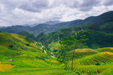 Mu Cang Chai, YenBai, Vietnam 'daki pirinç tarlaları. Pirinç alanları