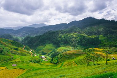 Mu Cang Chai, YenBai, Vietnam 'daki pirinç tarlaları. Pirinç alanları