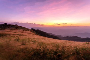 Günbatımı arka planında tropik çim çiçeği silueti