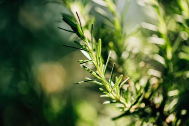 Taze Rosemary Herb dışarıda yetişiyor. Biberiye yaprakları Yakın plan.