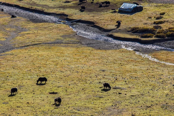 Black Yaks Graze High Mountains — Stock Photo, Image