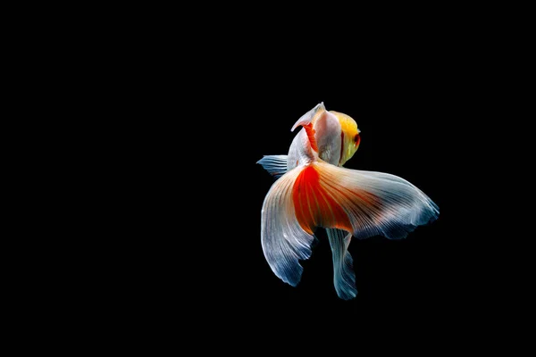 Goldfische Isoliert Auf Dunkelschwarzem Hintergrund Verschiedene Bunte Carassius Auratus Aquarium — Stockfoto