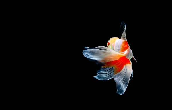 Goldfish Izolat Fundal Negru Închis — Fotografie, imagine de stoc