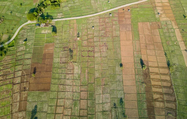 Ovanifrån Landsbygden Väg Som Passerar Genom Den Gröna Skogen Och — Stockfoto