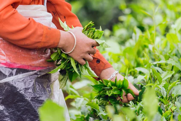 Las Mujeres Que Cosechan Hojas Tierras Cultivo Plantación —  Fotos de Stock