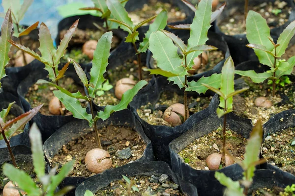 Macadamia Noix Semis Avec Feuille Verte — Photo