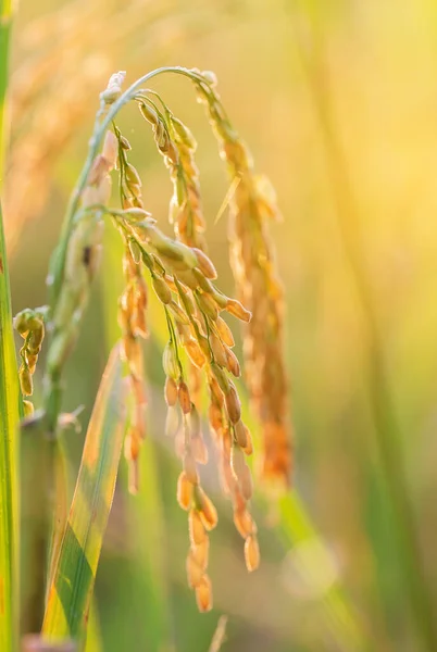 Закрыть Желто Зеленое Рисовое Поле — стоковое фото