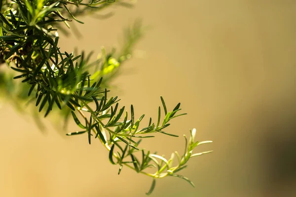 新鲜的迷迭香药草生长在室外 迷迭香树叶特写 — 图库照片