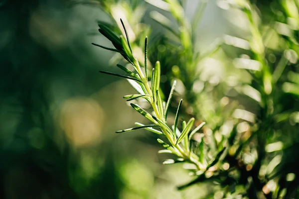 新鲜的迷迭香药草生长在室外 迷迭香树叶特写 — 图库照片