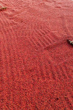 Kahve çekirdekleri güneşte kuruyor. Çiftlikteki kahve tarlaları