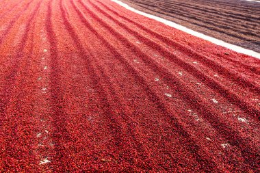 Kahve çekirdekleri güneşte kuruyor. Kahve çiftliğindeki kahve tarlaları