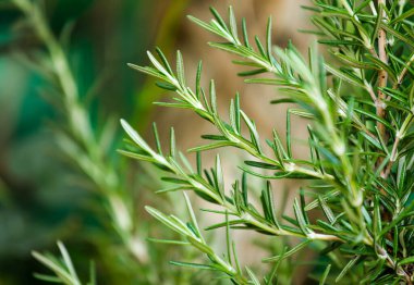 Taze Rosemary Herb dışarıda yetişiyor. Biberiye yaprakları Yakın plan.