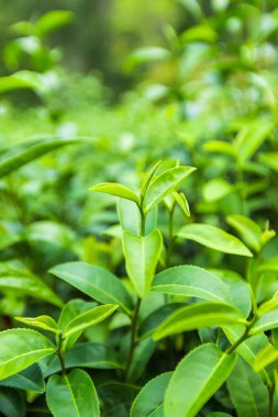 Sabahları yeşil çay yaprağının tepesinde. Yakın çekim.