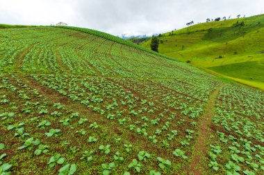 Doi maetho chaimg mai thailand 'dan dağ manzarası