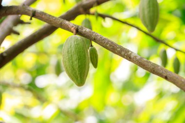 Kakao Ağacı (Theobroma kakaosu). Doğada organik kakao meyve kabukları.