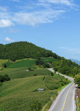 Kırsal yol yeşil orman ve dağdan geçiyor.