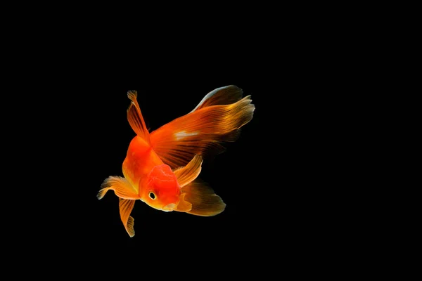 Ikan Mas Diisolasi Pada Latar Belakang Hitam Gelap Carassius Auratus — Stok Foto