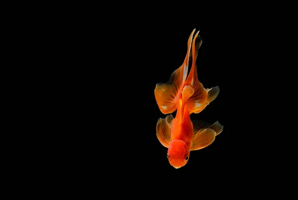 Goudvis Geïsoleerd Een Donker Zwarte Achtergrond Verschillende Kleurrijke Carassius Auratus — Stockfoto