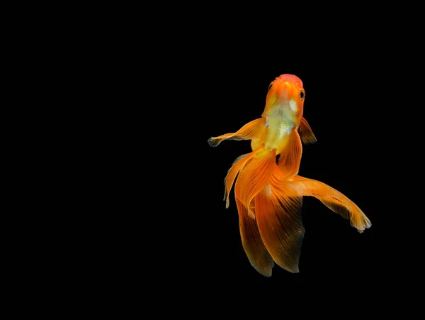 Goldfish Isolado Fundo Preto Escuro Diferente Colorido Carassius Auratus Aquário — Fotografia de Stock