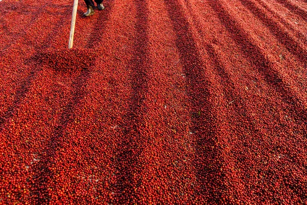 Grãos Café Secando Sol Plantações Café Fazenda Café — Fotografia de Stock