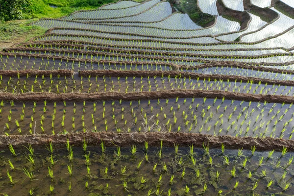 Terraced Rice Field Mae Cham Chiangmai Northern Thailand — Foto de Stock