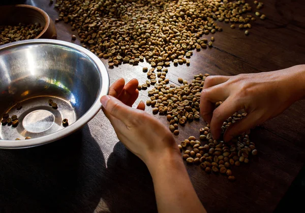 Bayas Café Arábica Fresca Granja Café Ecológico —  Fotos de Stock