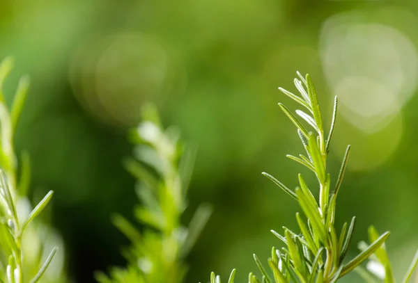 新鲜的迷迭香药草生长在室外 迷迭香树叶特写 — 图库照片