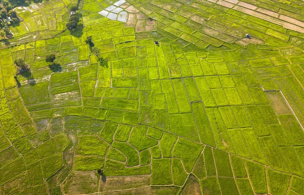 Ovanifrån Terrasserat Risfält Norra Thailand — Stockfoto