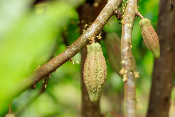 Cacao Tree Theobroma Cacao Organic Cocoa Fruit Pods Nature — Stock Photo, Image