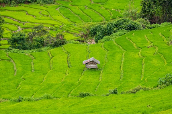 Terrasserat Risfält Vid Mae Cham Chiangmai Norra Thailand — Stockfoto