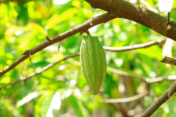 Cacao Tree Theobroma Cacao Organic Cocoa Fruit Pods Nature — Stock Photo, Image