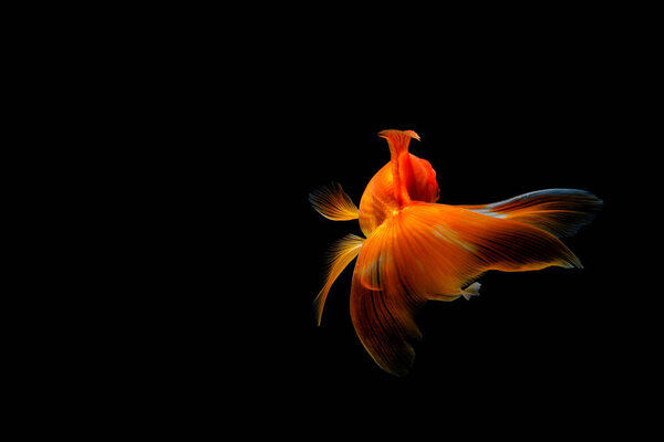 goldfish isolated on a dark black background. different colorful Carassius auratus in the aquarium