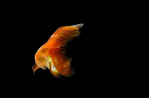 Goldfish Isolado Fundo Preto Escuro Diferente Colorido Carassius Auratus Aquário — Fotografia de Stock