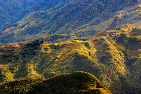 Rýžová Pole Terase Cang Chai Yenbai Vietnam Rýžová Pole — Stock fotografie