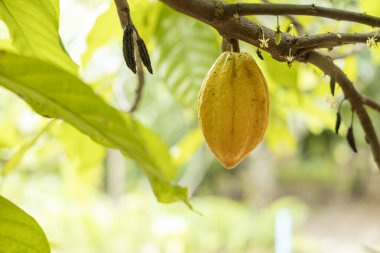 Kakao Ağacı (Theobroma kakaosu). Doğada organik kakao meyve kabukları.