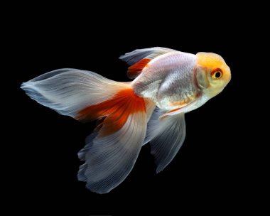 Japon balığı koyu siyah bir arkaplanda izole edilmiş.