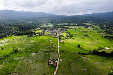 Pirinç alan çiftçi ve Tayland'da sabah, Güneş