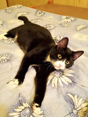 Kedi siyah-beyaz bir yatakta yatıyor ve önüne bakıyor.