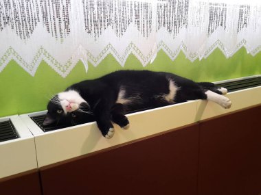 Kafası perdenin altındaki ısıtıcının üzerinde siyah-beyaz kedi resmi vardı.