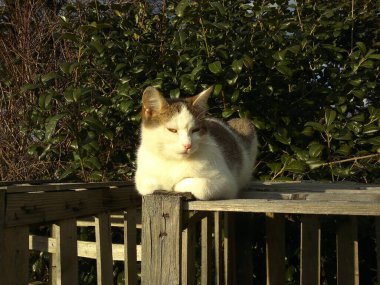 Ahşap bir yapının üzerinde yatan kedi, arka plan bir çalı duvarı, görüntü.