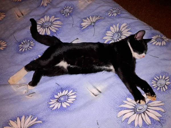 猫黑白色睡在被窝的床上 — 图库照片