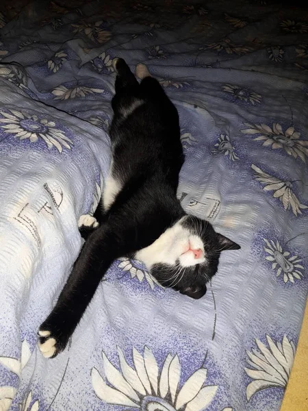 Cat black-white with spread paws sleeping on a bed in a duvet, image