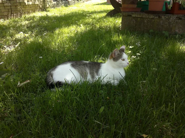 Gato Encuentra Hierba Mira Con Atención Lado Imagen — Foto de Stock