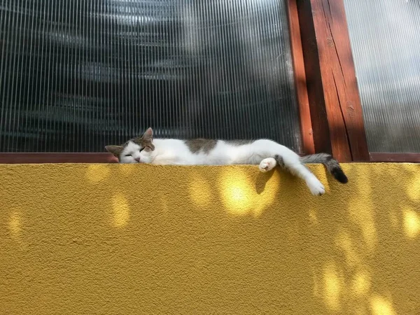 Kot Leży Śpi Ścianie Parapecie Przy Oknie Obraz — Zdjęcie stockowe