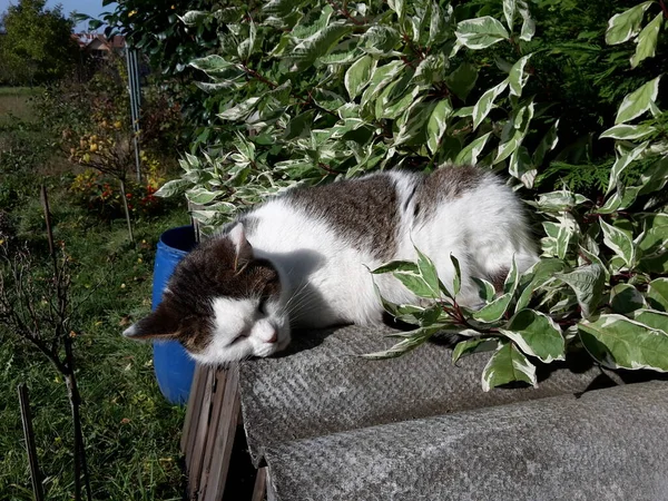 Cat Spí Střešní Krytině Pozadí Keř Zeď Obraz — Stock fotografie