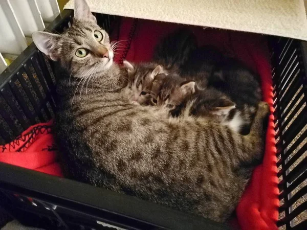 Gato Tabby Sus Tres Gatitos Encuentran Una Caja Plástico Imagen —  Fotos de Stock