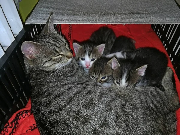 Cat Tabby Její Tři Koťata Leží Vzdušné Plastové Krabici Obraz — Stock fotografie
