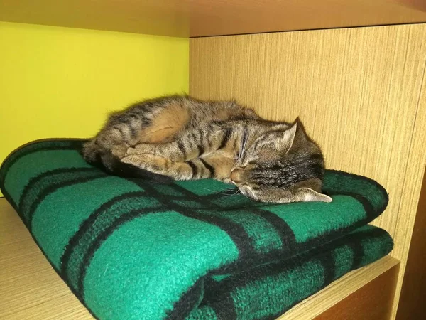 Cat Tabby Kłamie Śpi Szafie Zielono Czarny Szachownica Koc Obraz — Zdjęcie stockowe