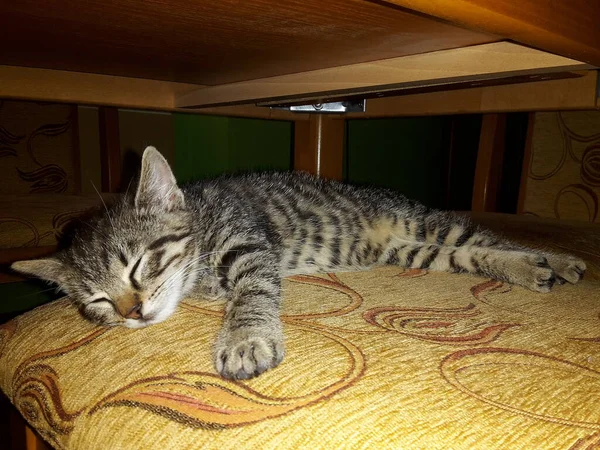 Cat Tabby Mentiras Dorme Cadeira Debaixo Mesa Imagem — Fotografia de Stock