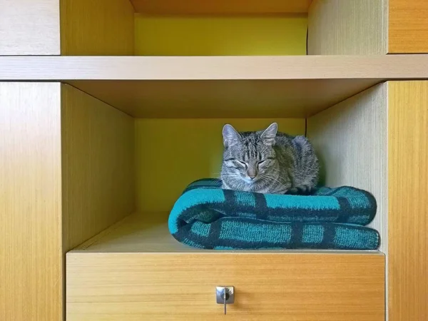 Katze Tabby Liegt Schrank Auf Einer Grün Schwarz Karierten Decke — Stockfoto